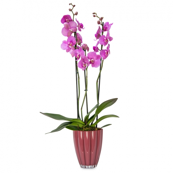 Magenta orchid phalaenopsis