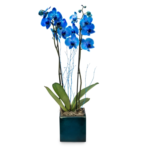 Blue orchid phalenopsis on a grey pot