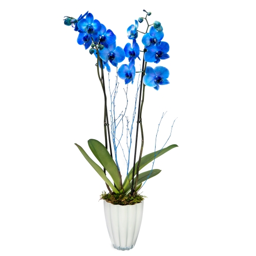 Blue orchid phalaenopsis