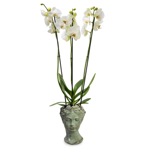 White Phalaenopsis on a ancient greek stone face