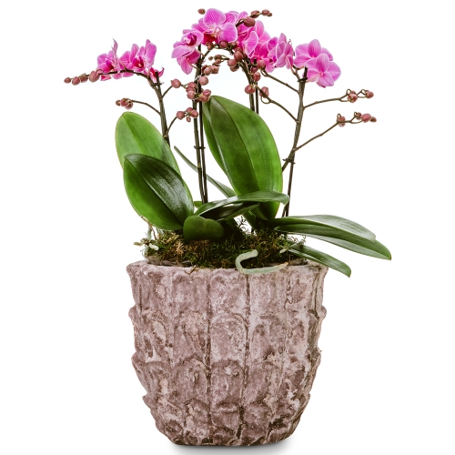 Pink orchid in a vintage stone pot