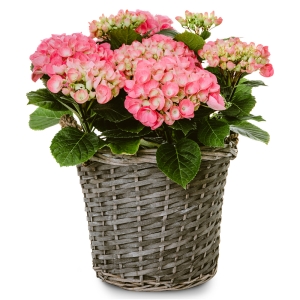 Double Pink hydrangea in a basket
