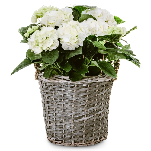 Double white hydrangea in a basket