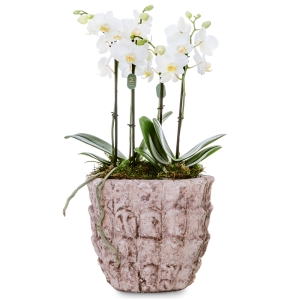 White orchid in a vintage stone pot