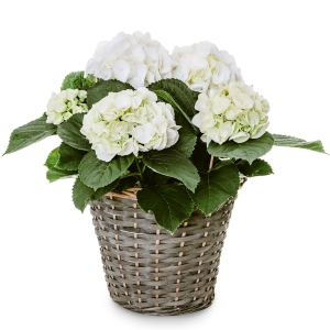 White hydrangea in a basket