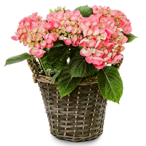 Pink hydrangea in a basket