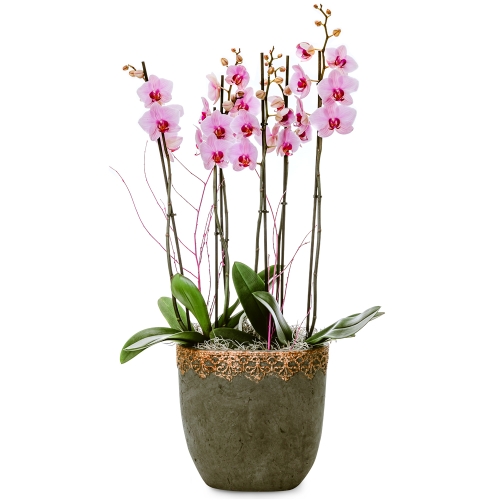 Pink orchids in a stone pot with golden details