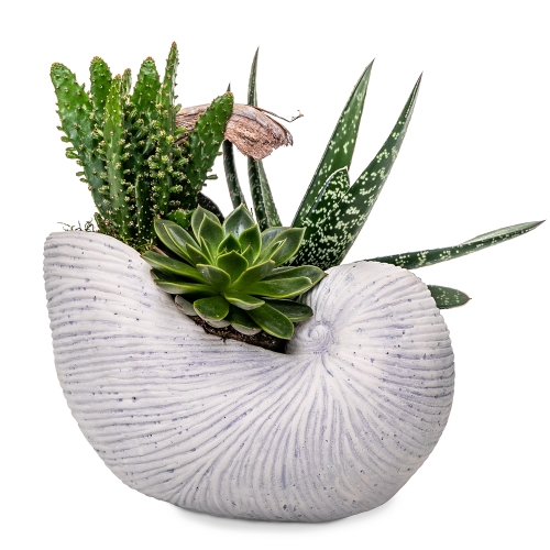 Succulents on a shell