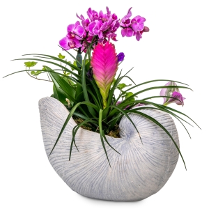 Orchid and tilandsia in shell