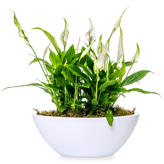 Spathiphyllum plant