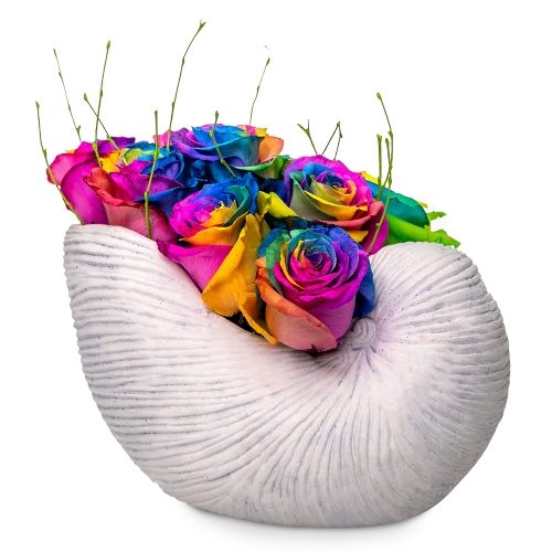 Rainbow roses in a shell