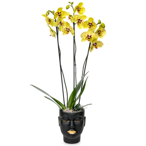 Yellow orchid in black vase
