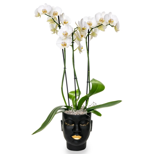 White orchid in black face