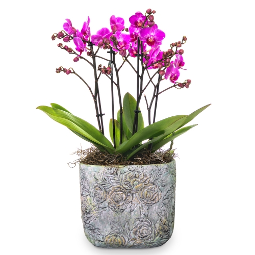 Two phalaenopsis orchids in a clay pot