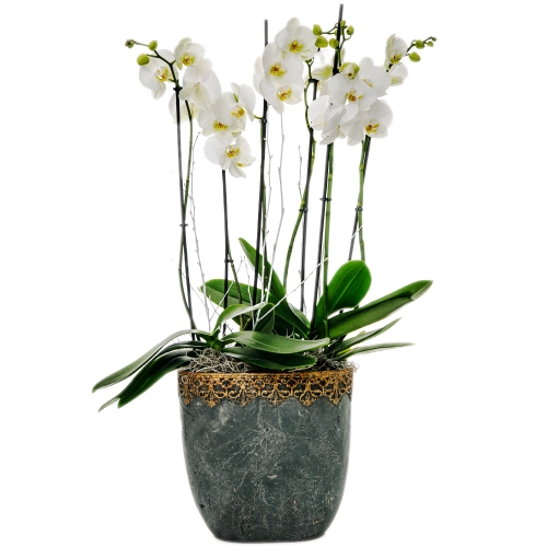 White orchids in a stone pot with golden details