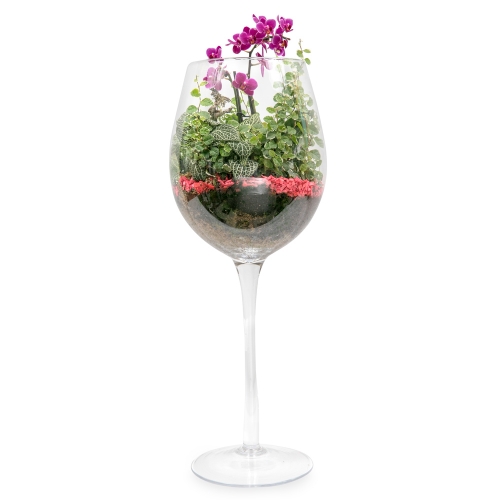 Σύνθεση φυτών σε ψηλό κολωνάτο ποτήρι