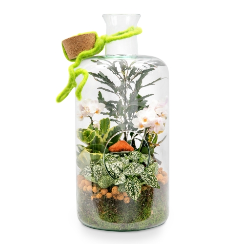 Plants arrangement in a glass bottle