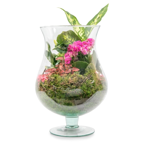 Plants arrangement with calanchoe in glass