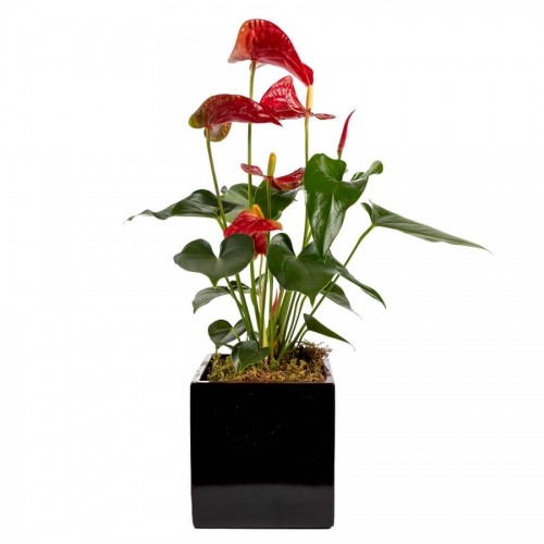 Red anthurium in a glossy pot