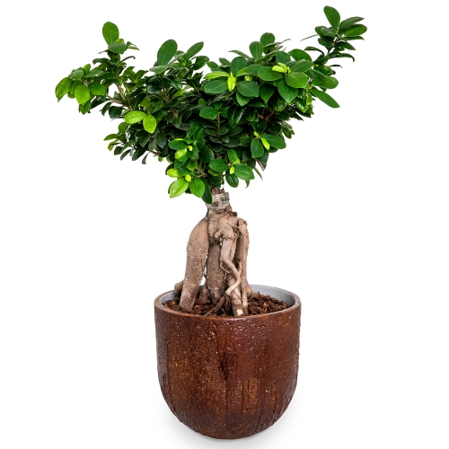 Bonsai in lava pot