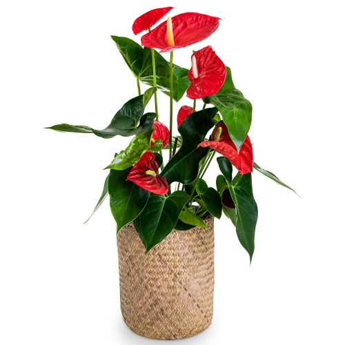 Anthurium plant in a straw pot with cement lining 90cm.